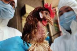 تسجيل أول وفاة بشرية بإنفلونزا الطيور