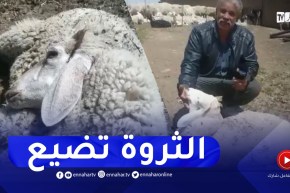 تيارت: تواصل نفوق المواشي “117” رأس نافقة لحد الساعة..الموالون يستغيثون