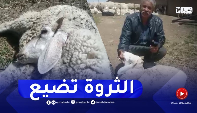 تيارت: تواصل نفوق المواشي “117” رأس نافقة لحد الساعة..الموالون يستغيثون