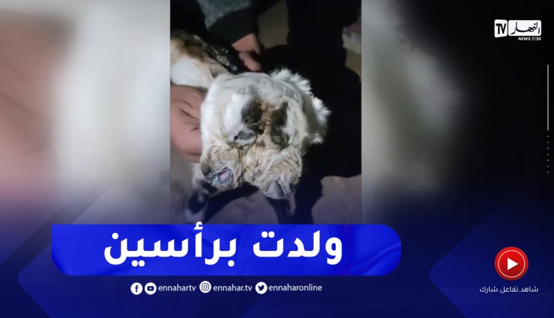 ولادة ماعز برأسين بمزرعة بالشطية 2 ولاية تيارت