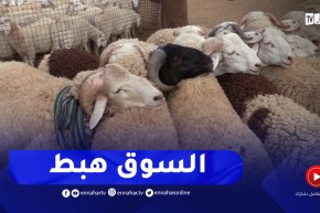 تيارت : الجفاف ونفوق الماشية تخفض بورصة أسعار الماشية الى مليون سنتيم للرأس