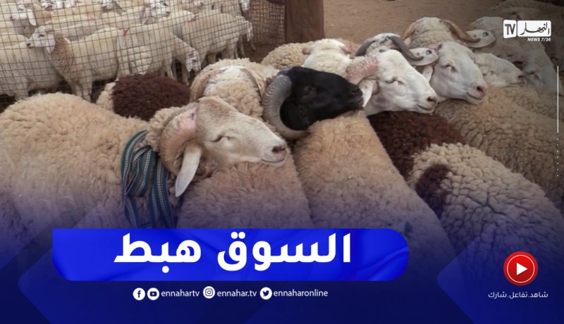 تيارت : الجفاف ونفوق الماشية تخفض بورصة أسعار الماشية الى مليون سنتيم للرأس