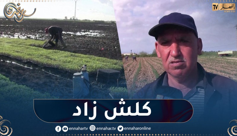 الطارف : شعبة الطماطم الصناعية..تراجع في الإنتاج والسبب نقص الأمطار