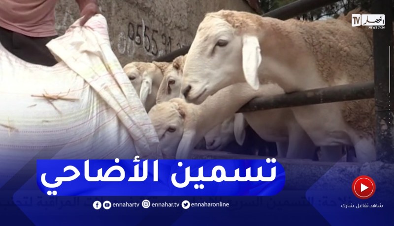 التسمين السريع للأضاحي..تكثيف حملات المراقبة لتجنب تعفن اللحوم