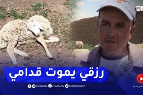 تيارت : تواصل نفوق عشرات رؤوس الماشية يثير تخوف الموالين