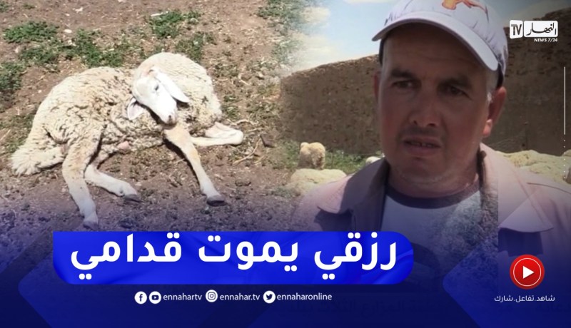 تيارت : تواصل نفوق عشرات رؤوس الماشية يثير تخوف الموالين