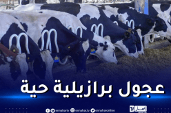 وصول 3000 رأسا من العجول البرازيلية للجزائر