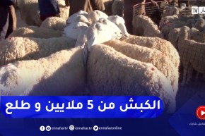 فلاحة: أسعار الأضاحي بهذا الموسم لن تقل عن 50 ألف دينار