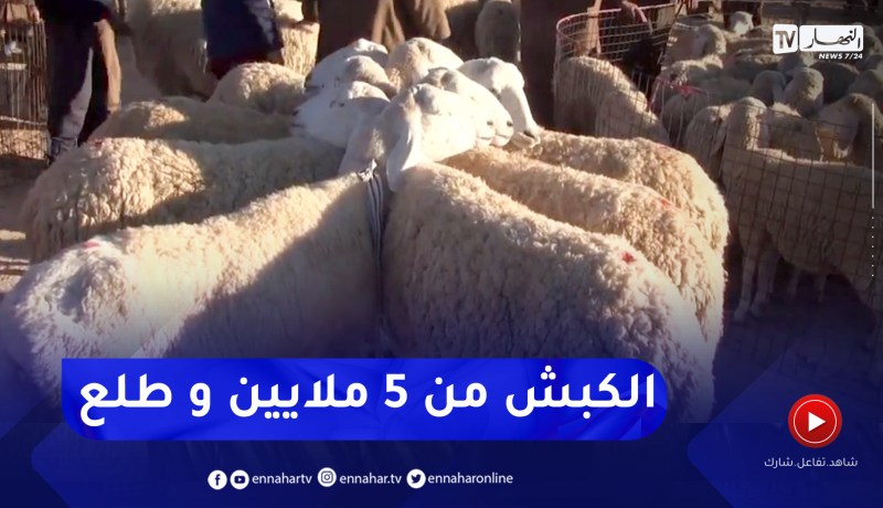 فلاحة: أسعار الأضاحي بهذا الموسم لن تقل عن 50 ألف دينار