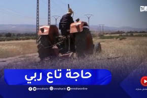 غليزان : تضرر محاصيل إنتاج الحبوب بالمحيطات غير المسقية و الفلاحون يحولونها الى أعلاف