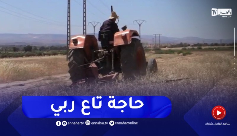 غليزان : تضرر محاصيل إنتاج الحبوب بالمحيطات غير المسقية و الفلاحون يحولونها الى أعلاف
