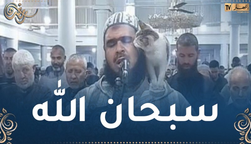 فيديو غازل قلوب الملايين.. قطة تتصدر تريند فيسبوك في صلاة التراويح بالجزائر