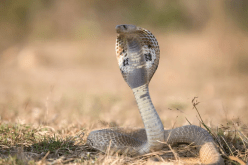 أجبرت قائد الطائرة على قرار صعب.. كوبرا في أحضان الطيّار