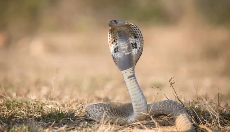 أجبرت قائد الطائرة على قرار صعب.. كوبرا في أحضان الطيّار