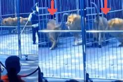 بالفيديو.. صدمة ورعب إثر هروب أسدين من داخل السيرك في الصين