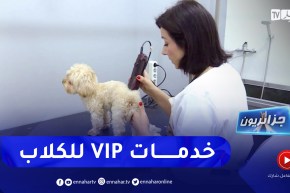جزائريون: عناية وتصفيف شعر .. خدمات VIP للكلاب !