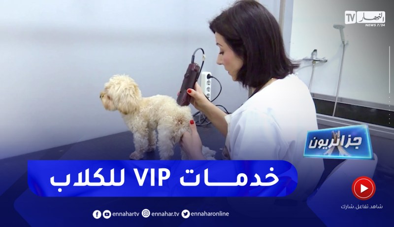 جزائريون: عناية وتصفيف شعر .. خدمات VIP للكلاب !