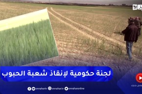 المجلس المهني لشعبة الحبوب.. مقترحات لإنقاذ شعبة الحبوب لهذا الموسم