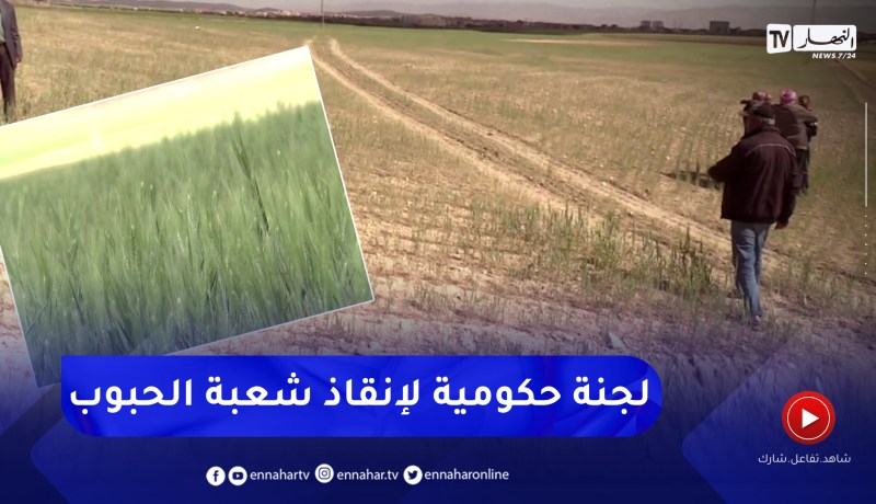 المجلس المهني لشعبة الحبوب.. مقترحات لإنقاذ شعبة الحبوب لهذا الموسم