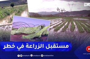 الكوارث الطبيعية.. تكييف بنود التأمينات وهندسة الزراعة لتجاوز الأزمات