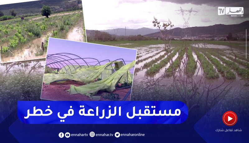 الكوارث الطبيعية.. تكييف بنود التأمينات وهندسة الزراعة لتجاوز الأزمات