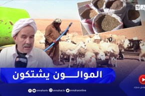 الأعلاف.. الموالون بصوت واحد.. رفع حصة الشعير لإنقاذ الأنعام
