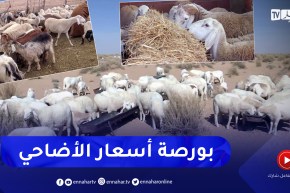 أضاحي العيد إبتداءا من 50 ألف دينار.. الجفاف يرفع البورصة