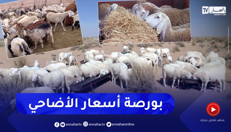 أضاحي العيد إبتداءا من 50 ألف دينار.. الجفاف يرفع البورصة