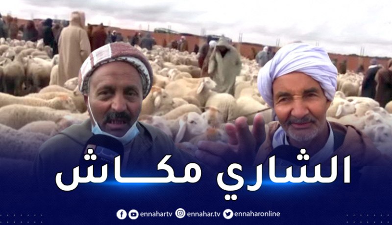 هذه أسعار المواشي في سوق سعيد  