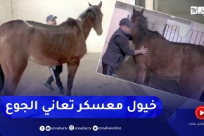 معسكر: خيول نادي أركاب الأمير عبد القادر تستغيث لانقاذها بسبب الجوع