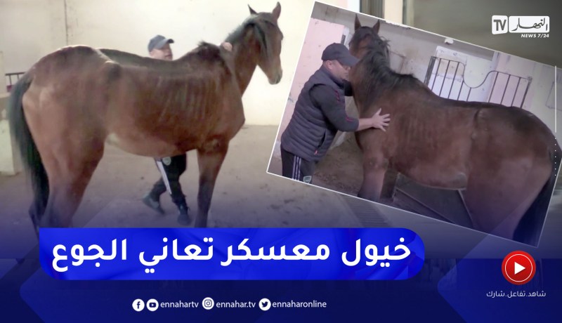 معسكر: خيول نادي أركاب الأمير عبد القادر تستغيث لانقاذها بسبب الجوع