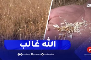 غليزان : توقعات بتراجع إنتاج القمح الصلب بسبب شح الأمطار هذا الموسم