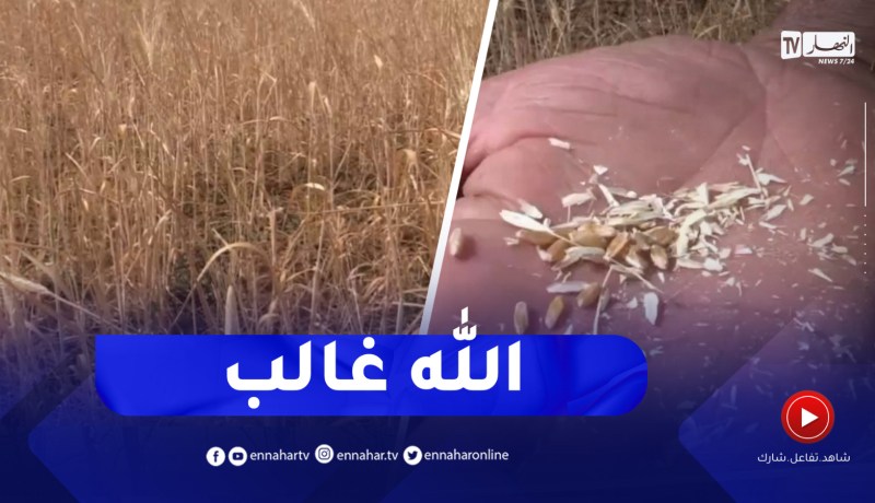 غليزان : توقعات بتراجع إنتاج القمح الصلب بسبب شح الأمطار هذا الموسم