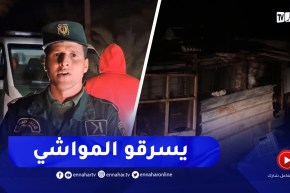 الإطاحة بشبكة إجـ.ـرامية مختصة في سرقة المواشي بالوادي