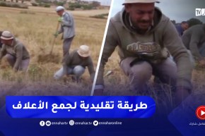 غليزان / الضحوة .. طريقة تقليدية لجمع الأعلاف للمواشي