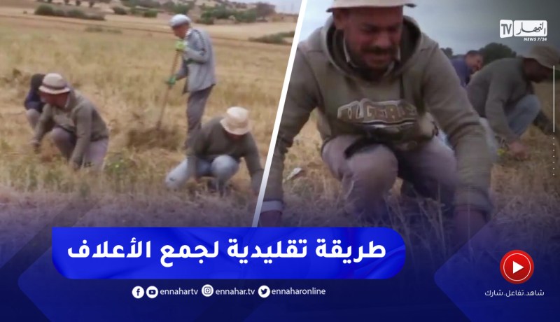 غليزان / الضحوة .. طريقة تقليدية لجمع الأعلاف للمواشي