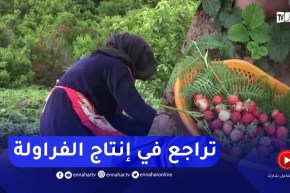 سكيكدة: تراجع في إنتاج الفراولة المكركبة بسبب الجفاف