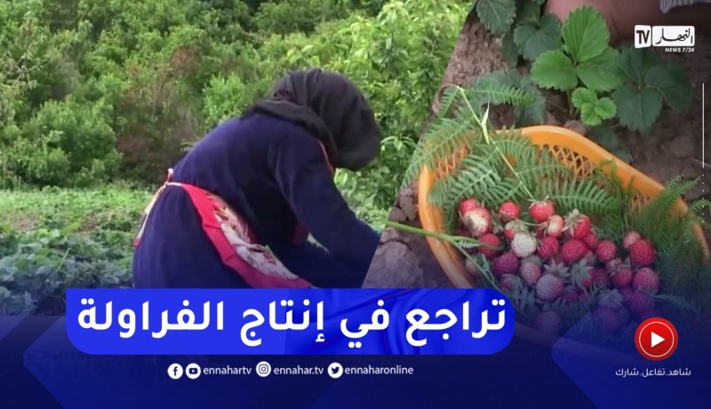 سكيكدة: تراجع في إنتاج الفراولة المكركبة بسبب الجفاف