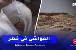 أدرار / أعلاف مغشوشة تهـ.ـدد العشرات من رؤوس الماشية