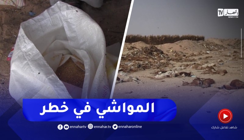أدرار / أعلاف مغشوشة تهـ.ـدد العشرات من رؤوس الماشية