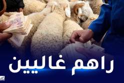 عيد الأضحى.. أسعار المواشي تلتهب والموالون يشتكون