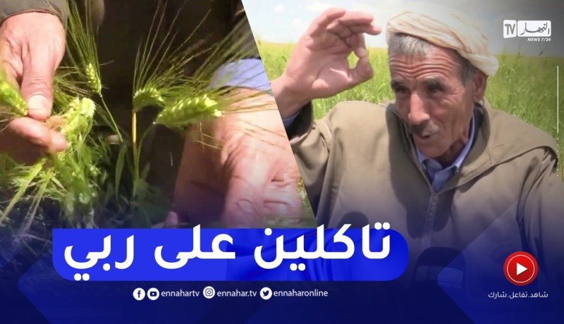 شريف.. فلاح يرفع التحدي وينجح في إنقاذ محصول الحبوب رغم الجفاف بتيارت
