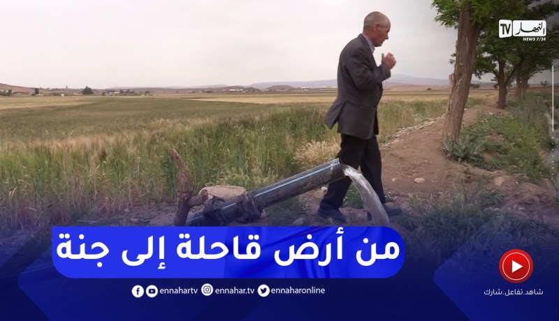 برج بوعريريج / بوجمعة.. فلاح حول أرض قاحلة إلى جنة تنتج قناطير من القمح رغم الجفاف