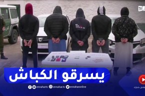 الإطاحة بنشاط شبكة وطنية مختصة في سرقة المواشي بالقالة ولاية الطارف