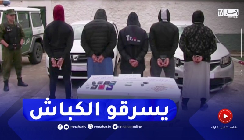 الإطاحة بنشاط شبكة وطنية مختصة في سرقة المواشي بالقالة ولاية الطارف