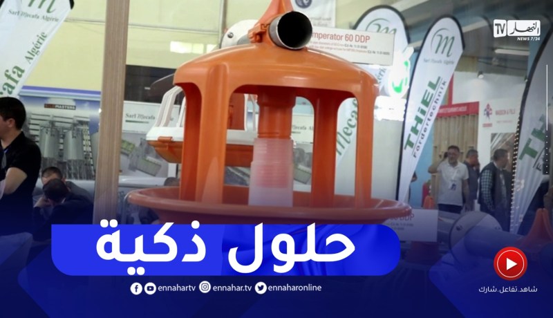 شعبة الدواجن والبيض..تقنيات عالية وحلول ذكية لمواجهة العقبات