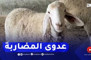 عدوى المضاربة تنتقل إلى أسواق الماشية وتلهب أسعارها بوهران