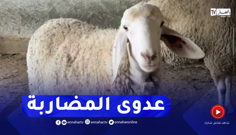 عدوى المضاربة تنتقل إلى أسواق الماشية وتلهب أسعارها بوهران