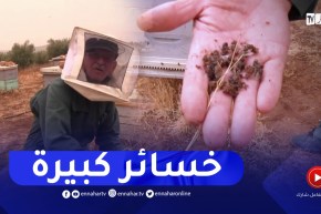 تربية النحل و إنتاج العسل.. شغف عمي علي منذ الصغر