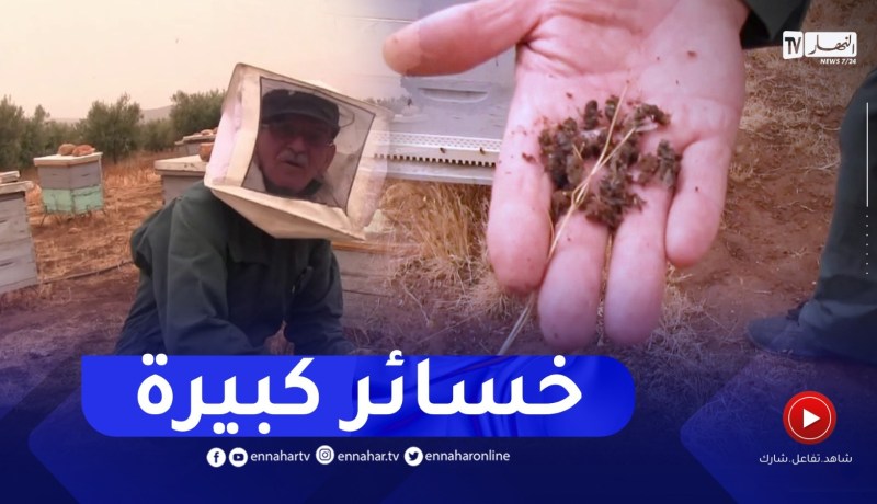 تربية النحل و إنتاج العسل.. شغف عمي علي منذ الصغر